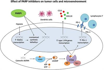 Frontiers The Role Of Parp Inhibitors In The Ovarian Cancer